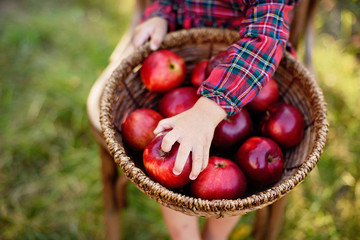 Child picking apples on farm in autumn. Little girl playing in apple tree orchard. Healthy...