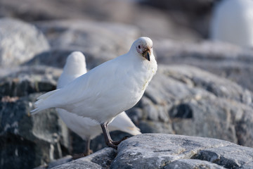 Snowy Sheathbill bird near near Waterboat Point in Antarctica