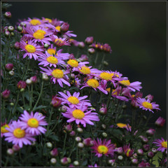 Fototapeta premium Beautiful chrysanthemum blossom every Autumn