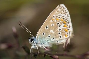Fototapeta na wymiar Mariposa de la familia de Lycaenidae