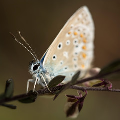 Mariposa de la familia de Lycaenidae