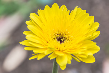 Yellow Osteospermum Flower in the garden
