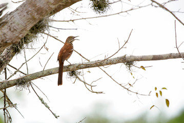 Brown thrasher mocking bird on tree