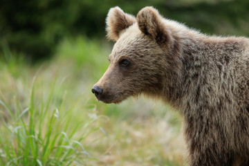 Naklejka na ściany i meble A small and young bear and his gaze.. (Urssus arctos) Wild Brown bear cub close-up