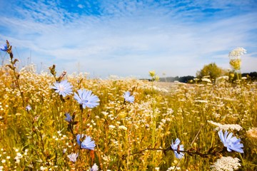 fresh and healthy flowers of common chicory, perennial plant bloom in vast summer field, romantic...