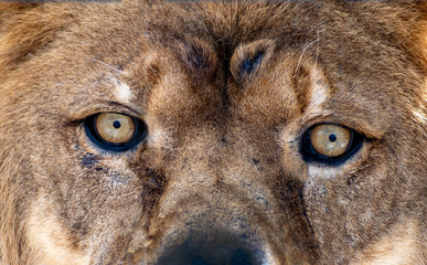 Close up of lions's eyes