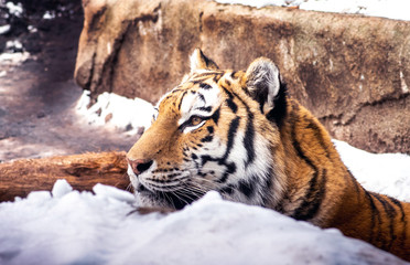 Amur tiger relaxes in a snow bank