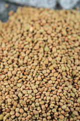 Green fresh and healthy lentil stock