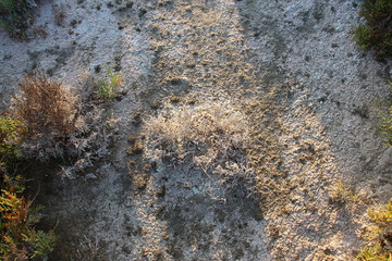 Hierba cubierta de sal en el parque natural de Punta Entinas, El Ejido