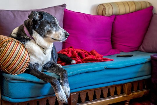 Shallow Focus Shot Of An Old Dog Resting On The Couch