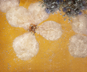 In Eis geefrorene wei&szlig;e Bl&uuml;te auf gelbem Hintergrund