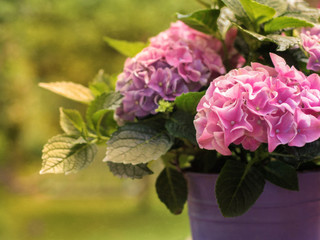 Rosa Hortensien in einem Blumentopf mit gr&uuml;nem Hintergrund