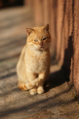 Lovely ginger cat sitting on a stone floor outdoor.