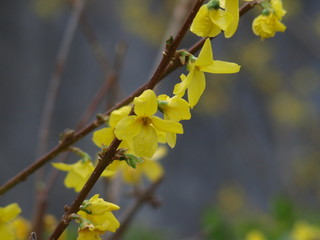 Forsythia