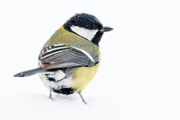 Naklejka premium A great tit (Parus major)