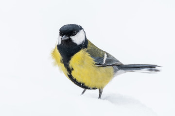 Naklejka premium A great tit (Parus major)