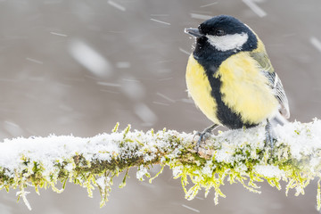 A great tit (Parus major)