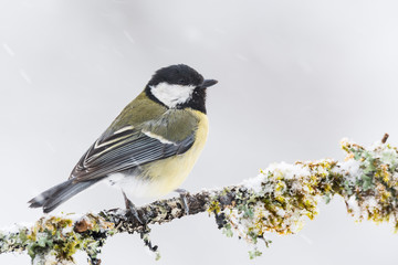 A great tit (Parus major)