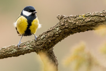 A great tit (Parus major)