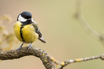 Fototapeta premium A great tit (Parus major)