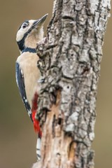 A great spotted woodpecker (Dendrocopos major)