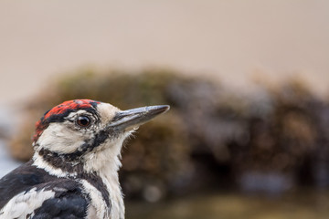 A great spotted woodpecker (Dendrocopos major)