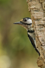 A great spotted woodpecker (Dendrocopos major)