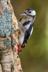 A great spotted woodpecker (Dendrocopos major)