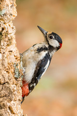 A great spotted woodpecker (Dendrocopos major)
