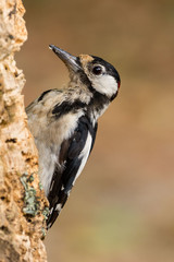 A great spotted woodpecker (Dendrocopos major)