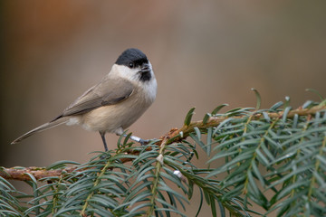 Obraz premium A marsh tit (Poecile palustris)