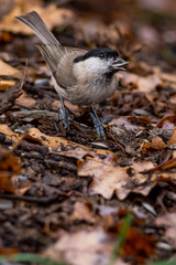 A marsh tit (Poecile palustris)