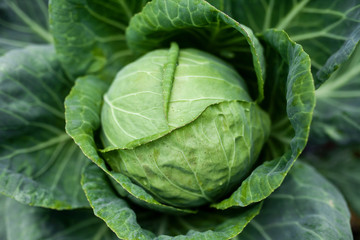 Obraz premium One head of cabbage growing in the garden, the concept of organic vegetable harvest, top view, close-up
