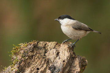 A marsh tit (Poecile palustris)