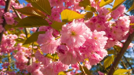 Pink sakura flowers on sky background, close up