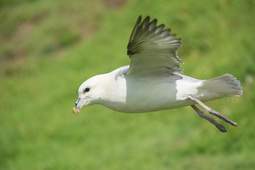 Northern fulmar (Fulmarus glacialis)