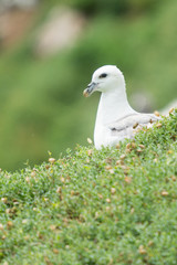 Northern fulmar (Fulmarus glacialis)