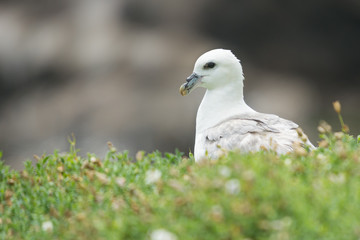 Northern fulmar (Fulmarus glacialis)