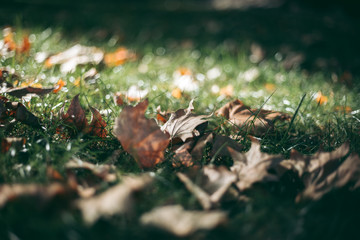 Autumn yellow leaves with trees in the afternoon