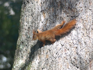 Ecureuil roux Red Squirel