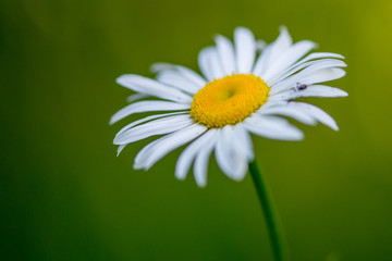Obraz premium Macro of a single wild daisy flower or common daisy. It's flower head is a bright yellow. The European species has white spoon shaped petals with a small black ant crawling on one.