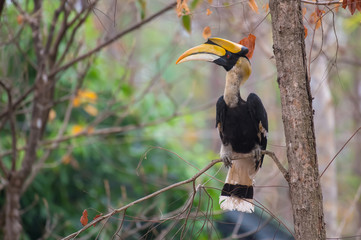 Great hornbill on branch on green background in nature © sunti