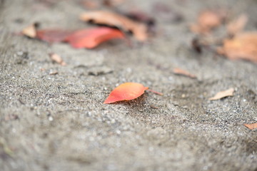 落ち葉　