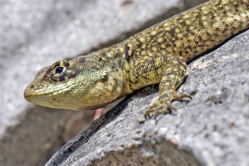 Closeup of calango, lizard species, on stones background