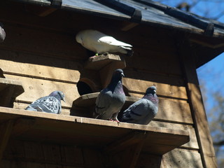 Pigeons © indorienta