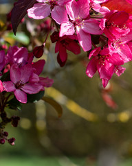 Fototapeta na wymiar Blooming flowers of Malus × moerlandsii Liset