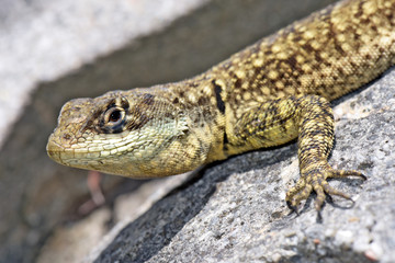 Closeup of calango, lizard species, on stones background