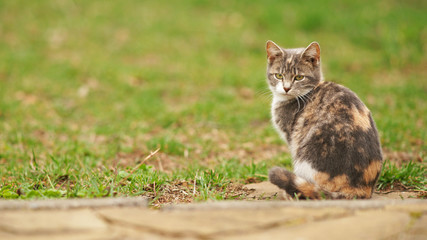 Naklejka na ściany i meble Tricolor ash kitten sitting on green grass in a garden.
