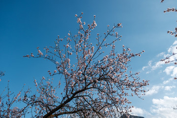 Flores de almendro sobre cielo azul