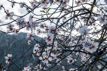 Flores de almendro sobre cielo azul